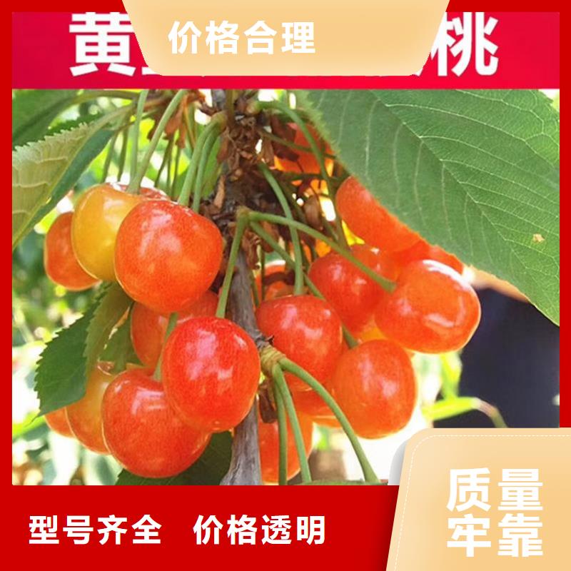 矮化吉塞拉大樱桃苗免费咨询