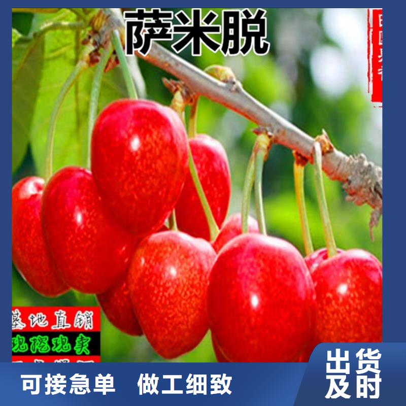 矮化大樱桃苗根系发达
