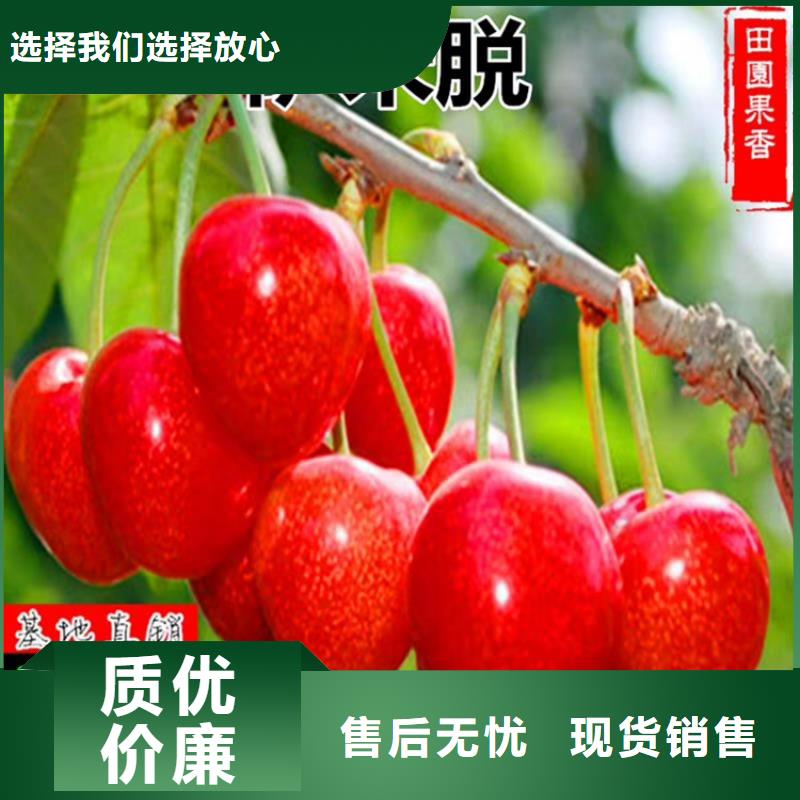 樱桃-蓝莓苗做工精细