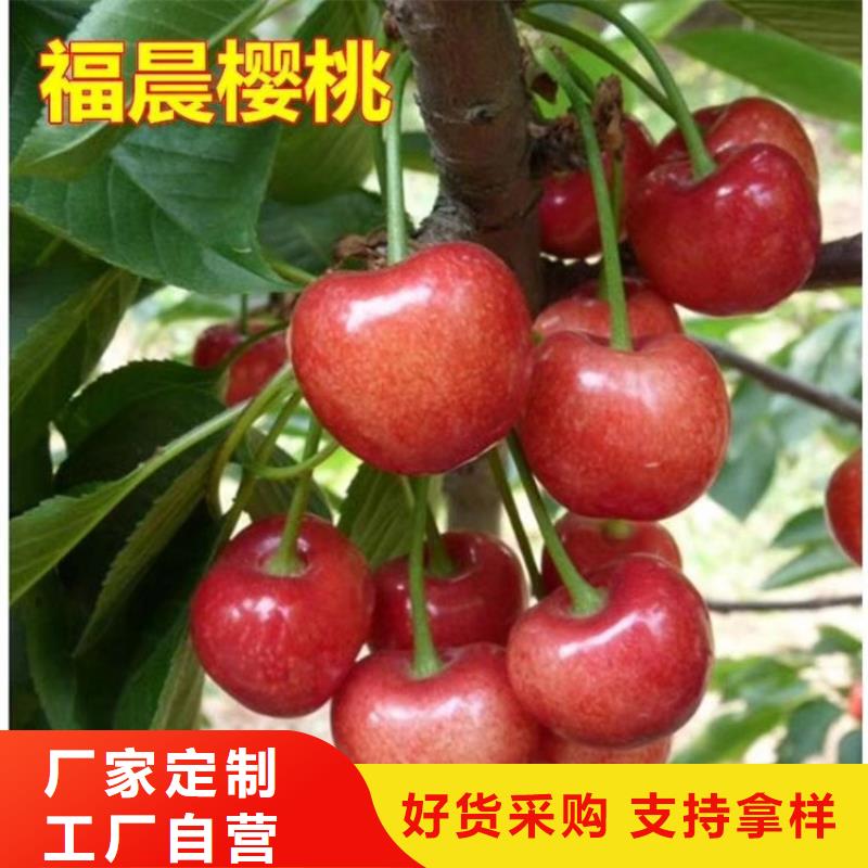 大樱桃树苗成活率高
