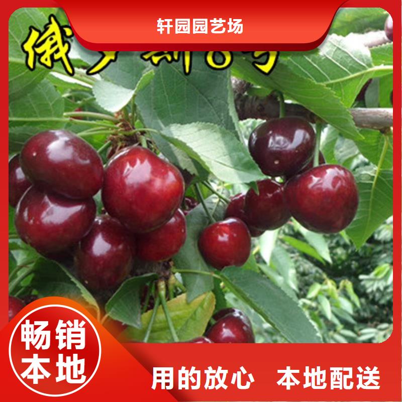 樱桃【樱桃苗】现货充裕