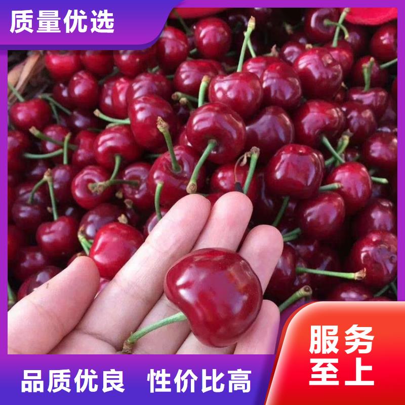 矮化吉塞拉大樱桃苗适合种植地区