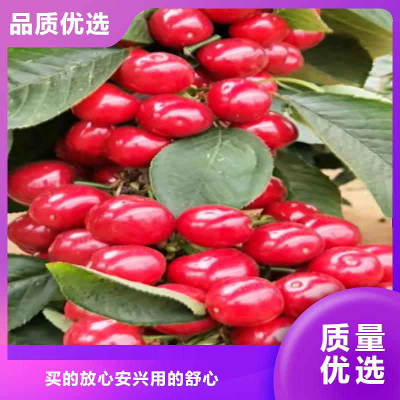 樱桃【苹果苗】实力大厂家