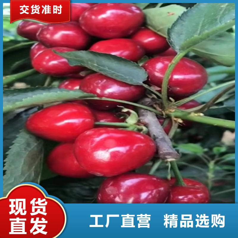 矮化车厘子苗成活率高