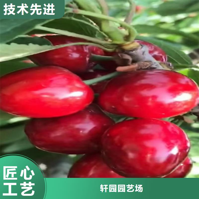 樱桃【苹果苗】实力大厂家