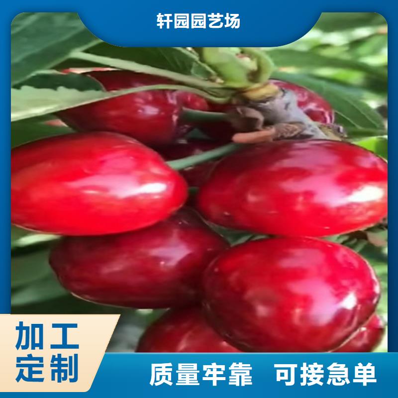 大樱桃苗产量多少