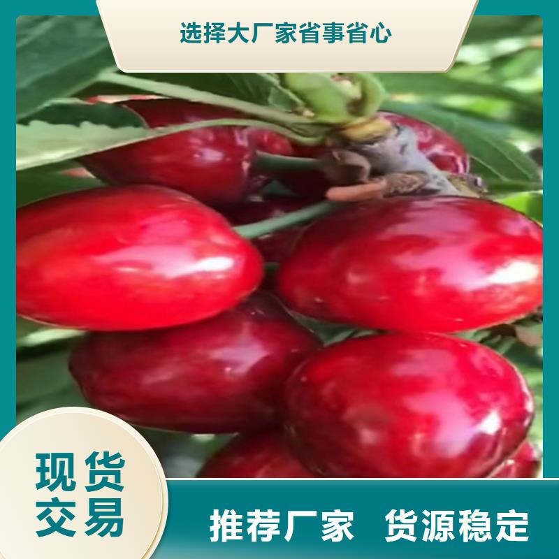 矮化吉塞拉大樱桃苗免费咨询