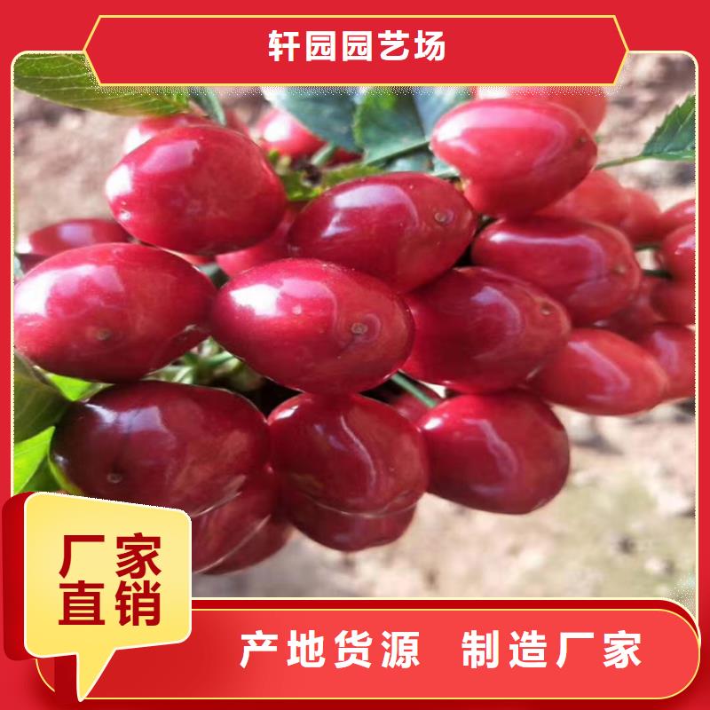 矮化车厘子苗成活率高