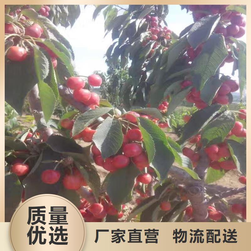 樱桃【苹果苗】实力大厂家