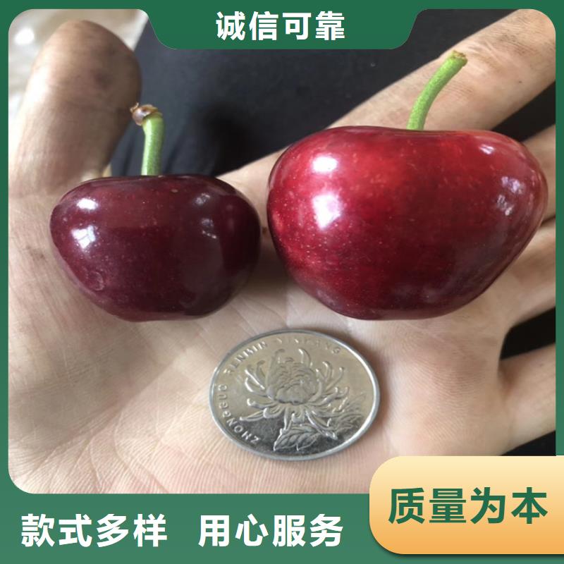 矮化车厘子树苗欢迎咨询