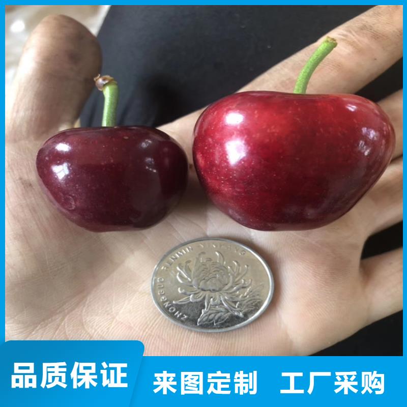 矮化车厘子树苗怎么卖