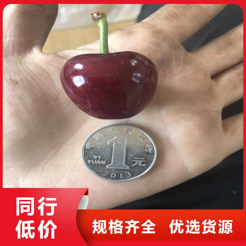 樱桃,蓝莓苗专心专注专业