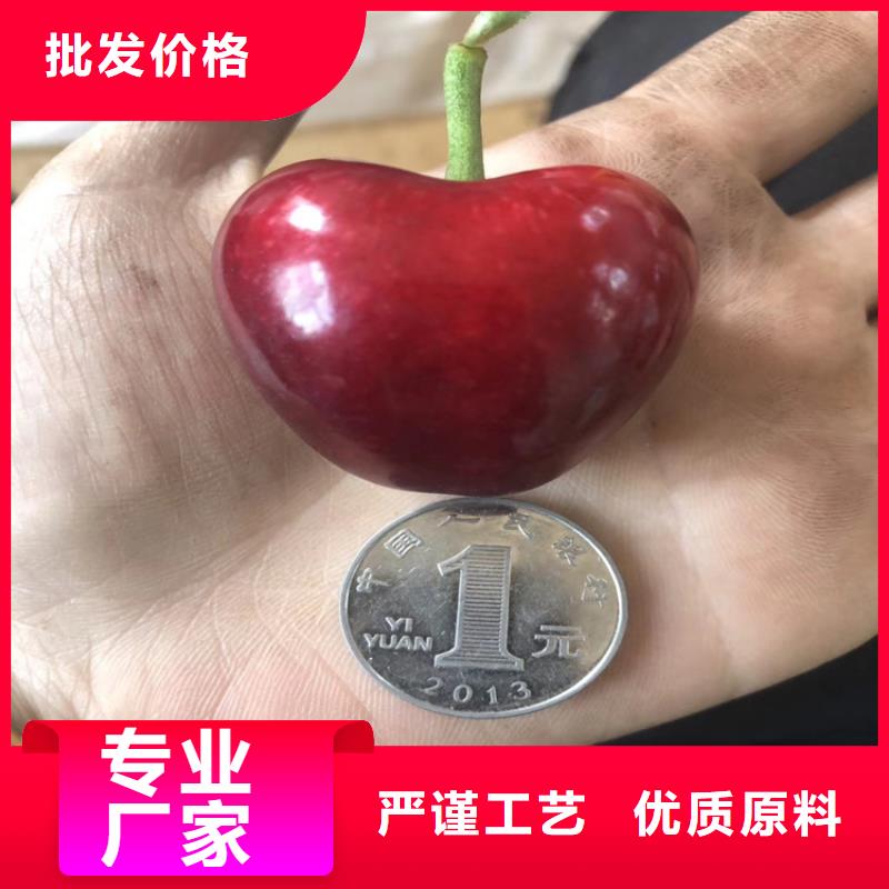 樱桃樱桃苗海量库存