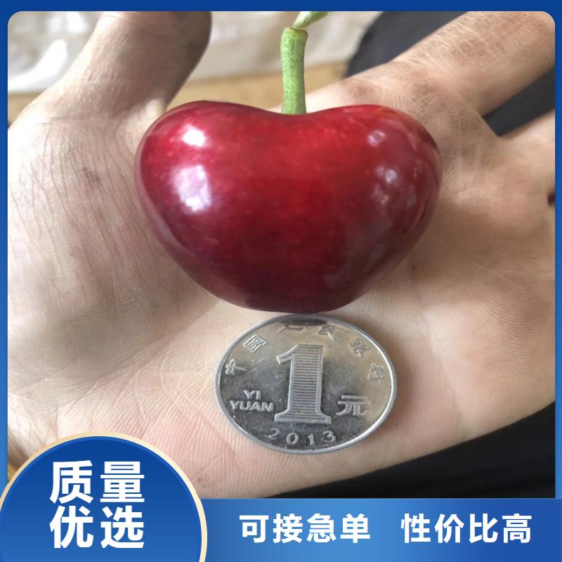 樱桃石榴树质量上乘