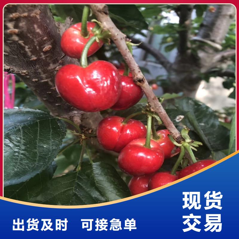 樱桃西瓜苗工厂直供
