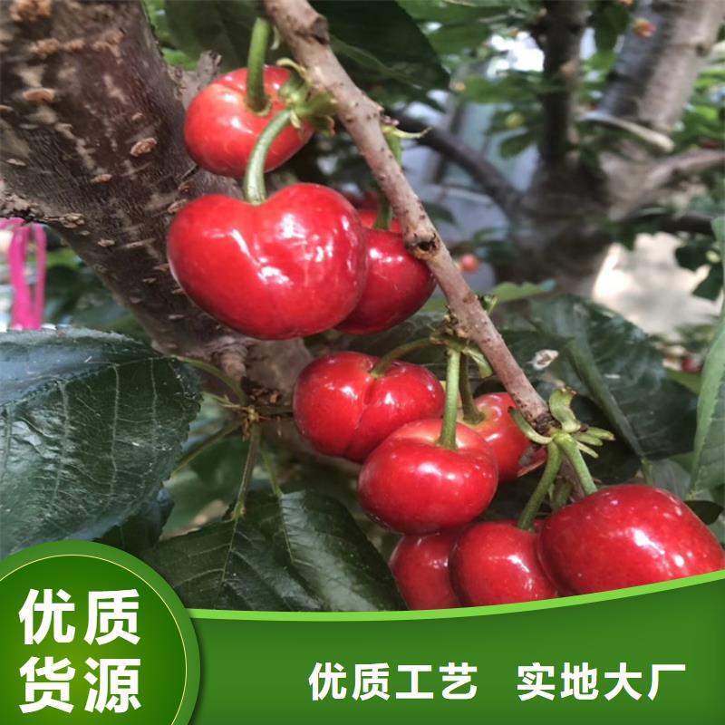 樱桃【苹果苗】实力大厂家