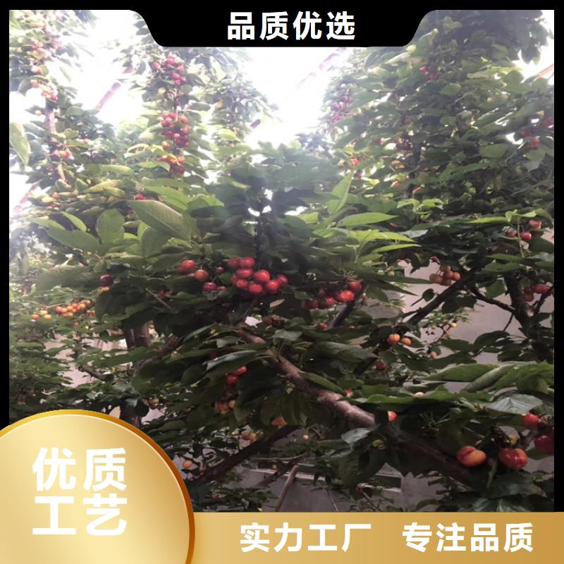 矮化吉塞拉大樱桃苗规格