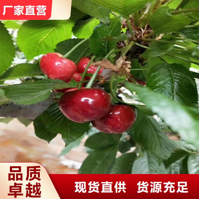 大樱桃苗种植技术