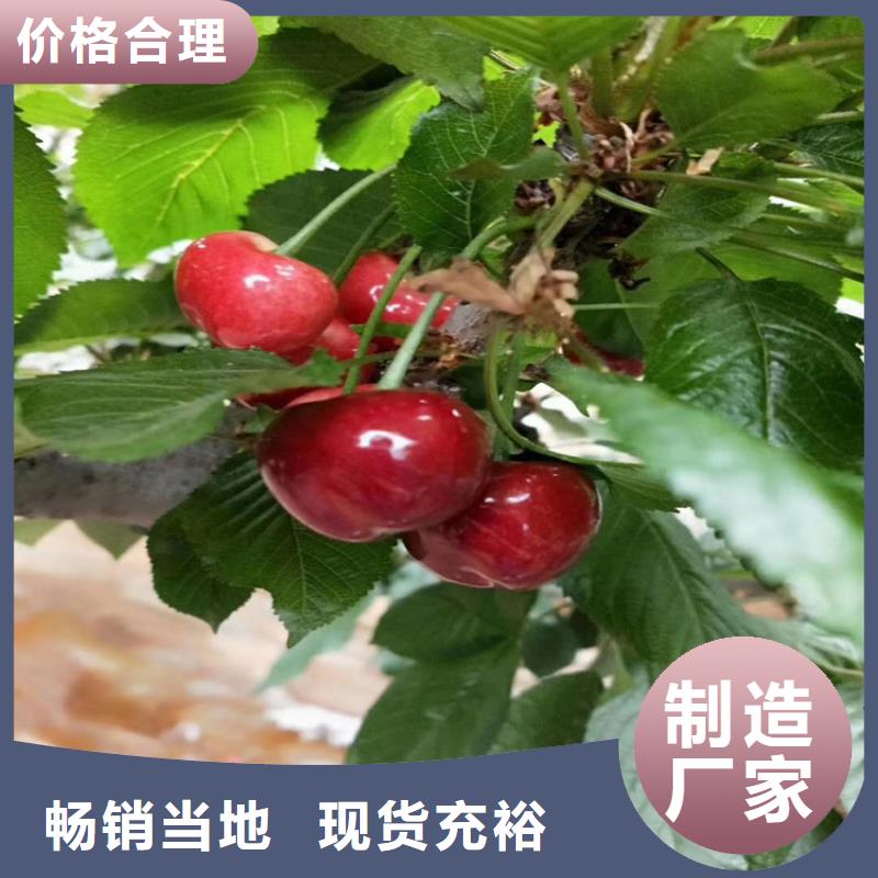 樱桃_苹果苗支持定制贴心售后