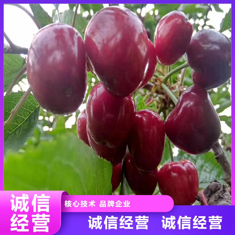 樱桃西瓜苗工厂直供