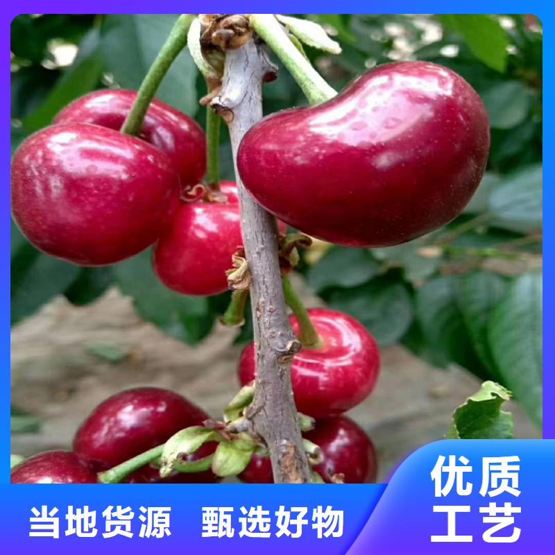 矮化大樱桃树苗规格
