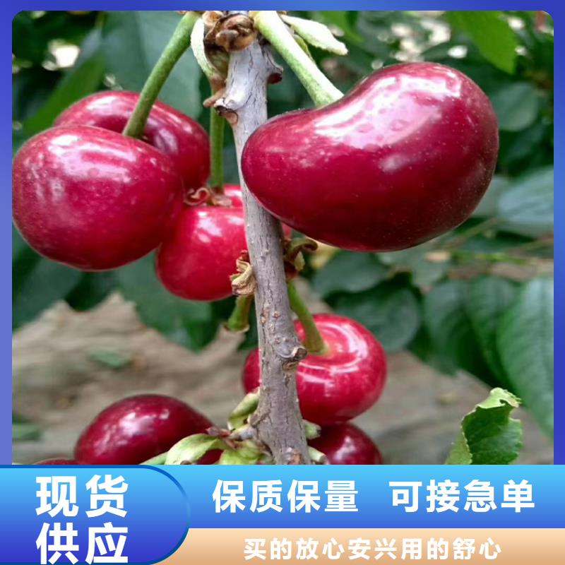 大樱桃苗欢迎咨询