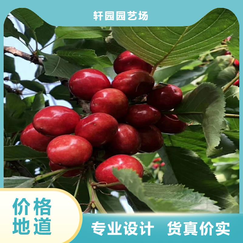 樱桃_苹果苗支持定制贴心售后