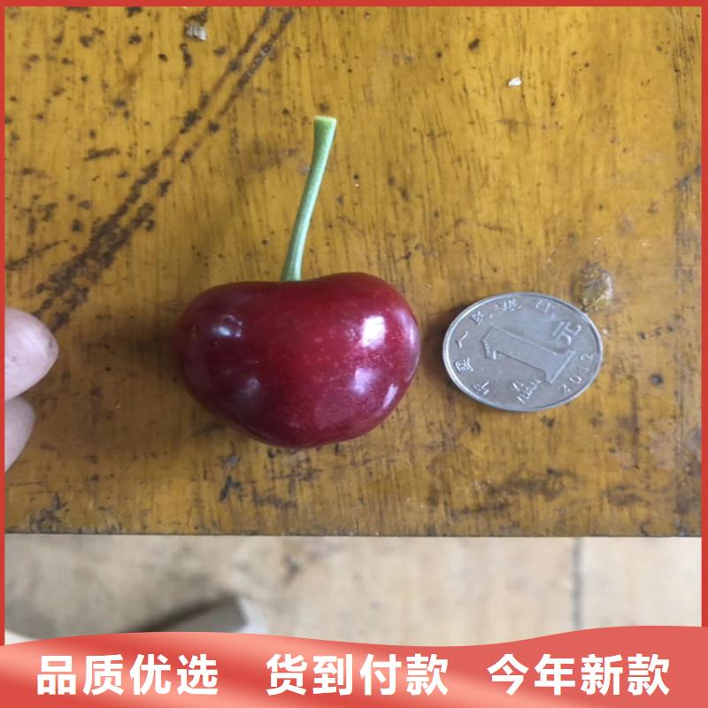 矮化车厘子树苗怎么卖