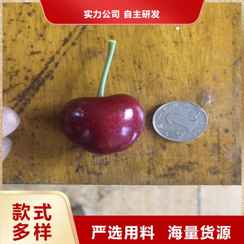 矮化车厘子苗成活率高
