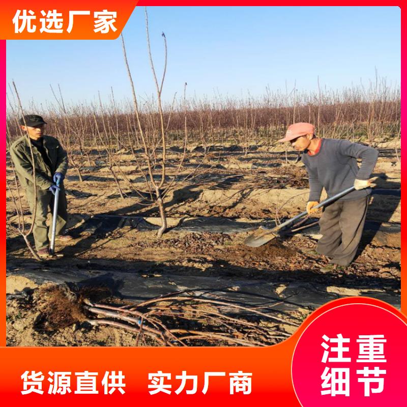 樱桃西瓜苗工厂直供