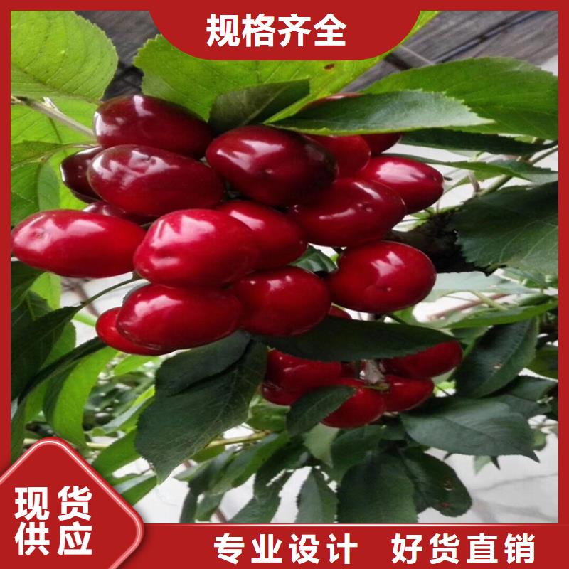 樱桃樱桃苗海量库存