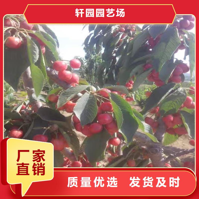 矮化车厘子树苗欢迎咨询