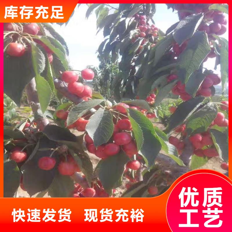 车厘子苗育苗基地