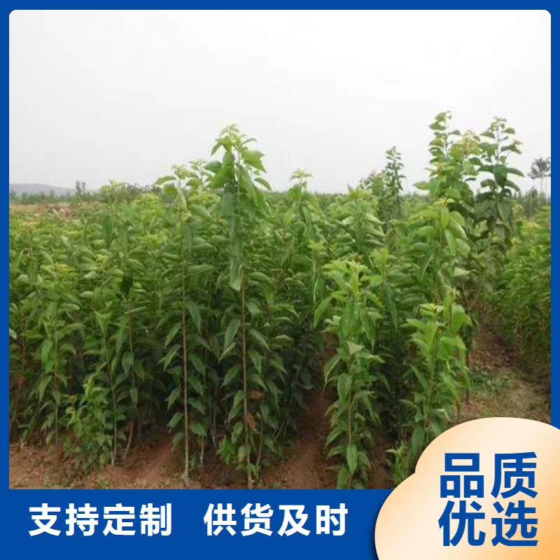 矮化吉塞拉大樱桃苗一亩地栽多少棵