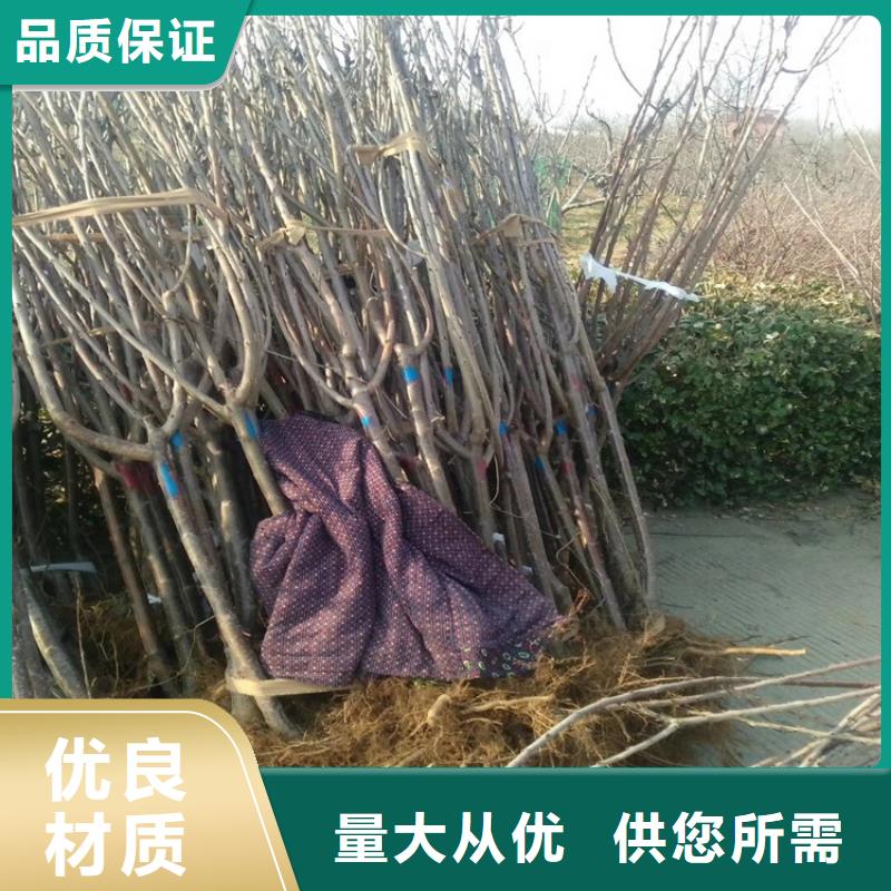 矮化吉塞拉大樱桃苗免费咨询