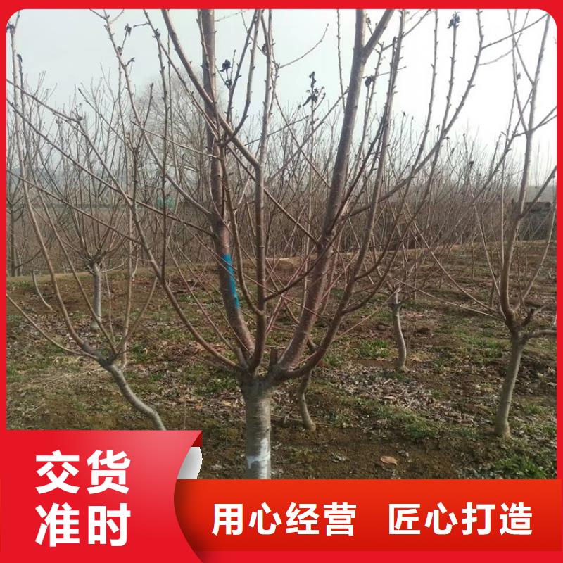 樱桃,蓝莓苗专心专注专业