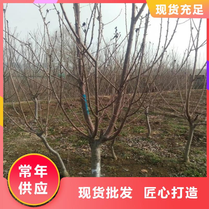 樱桃_苹果苗支持定制贴心售后