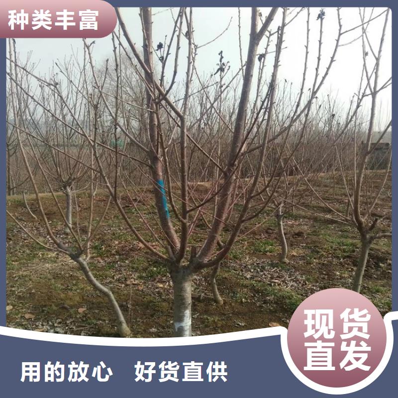 车厘子苗批发零售