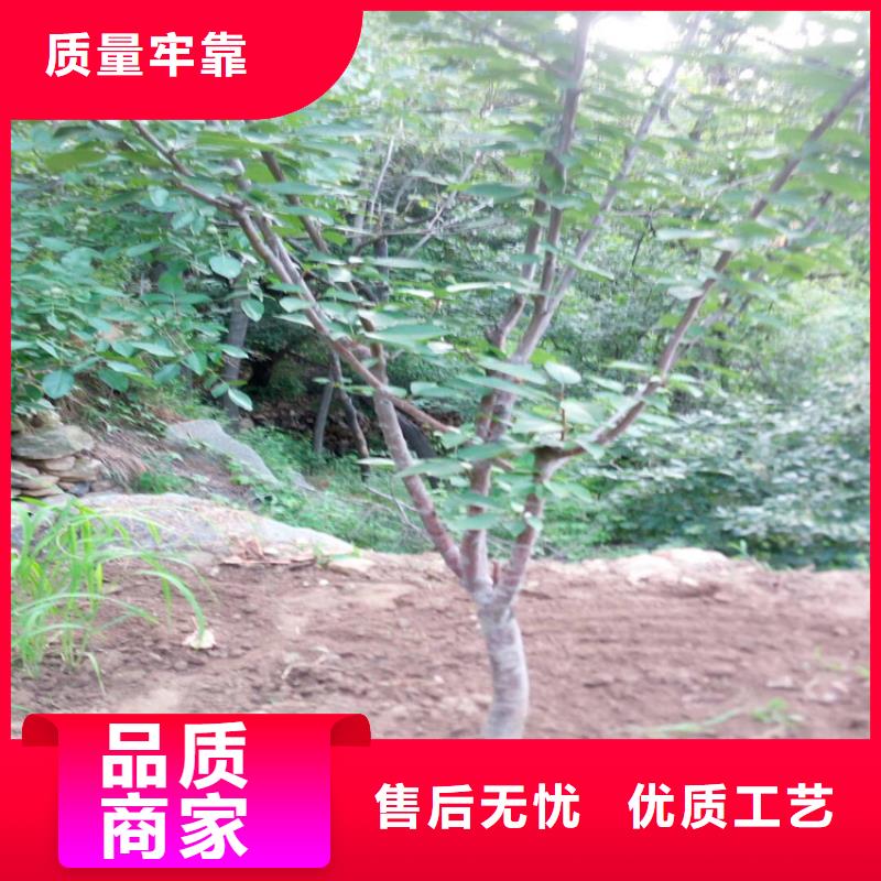 大樱桃苗新品种
