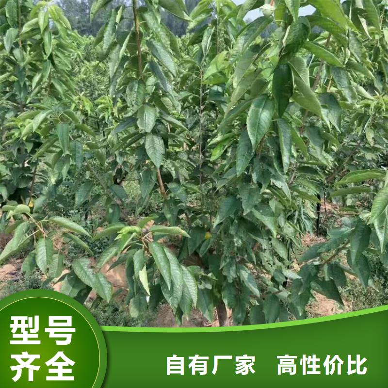 轩园樱桃【葡萄苗】源头厂家-苹果苗