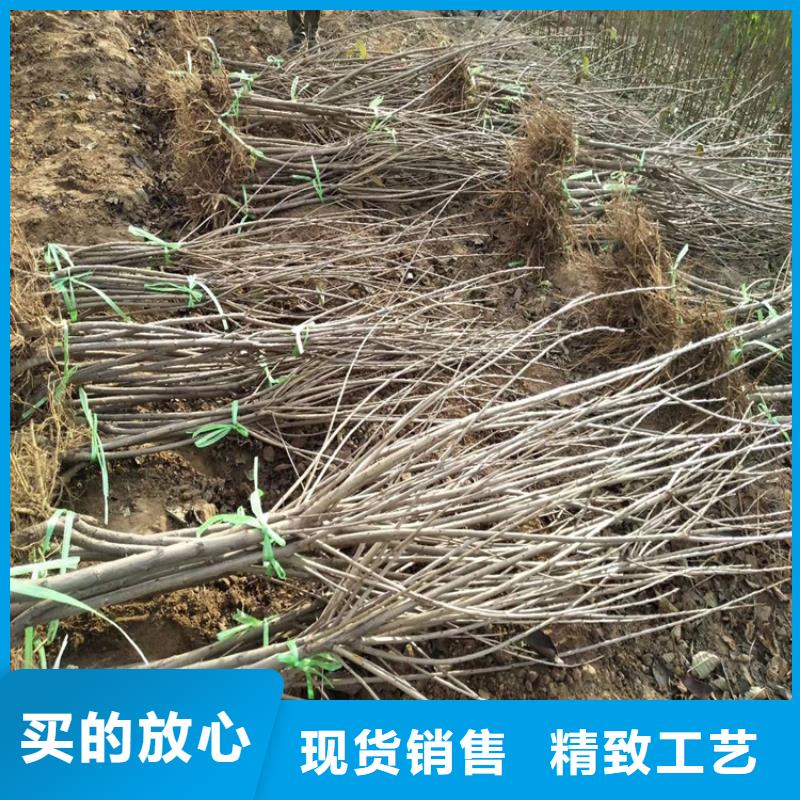 一根棍樱桃树苗采摘园
