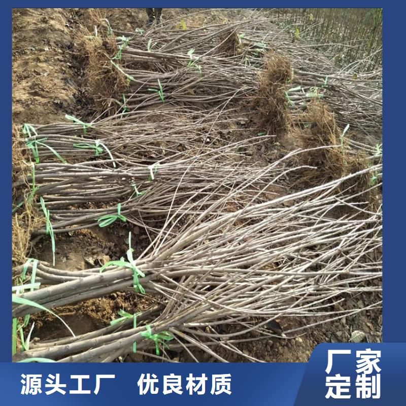 车厘子苗育苗基地