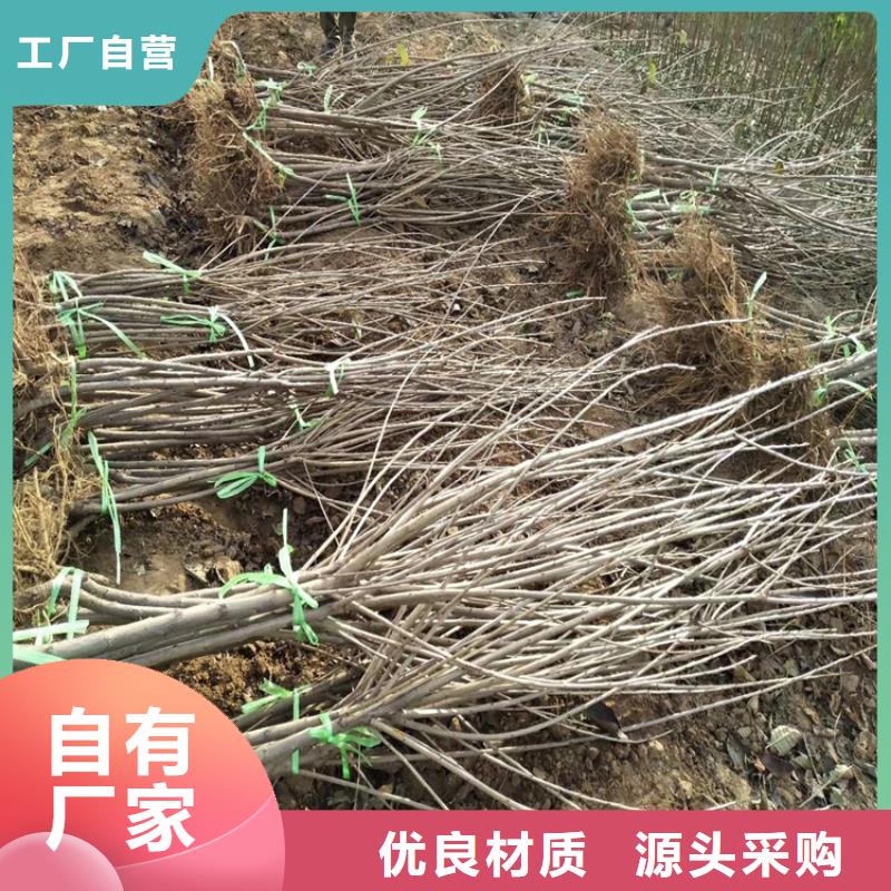 樱桃樱桃苗海量库存