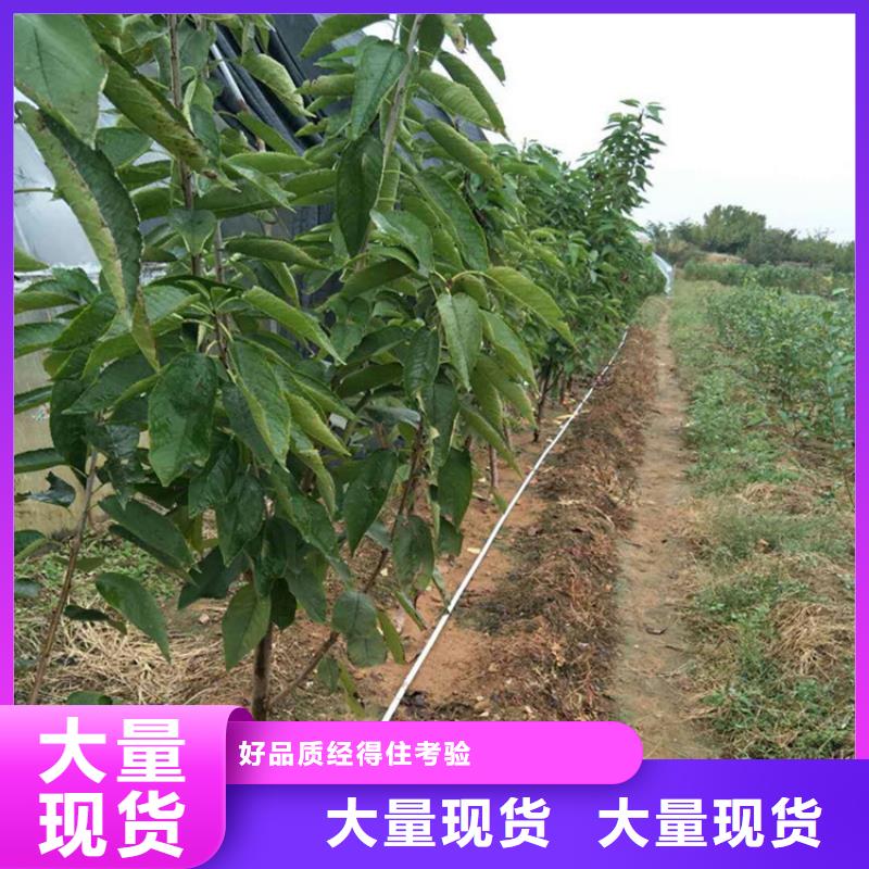 矮化车厘子树苗现挖苗现发货