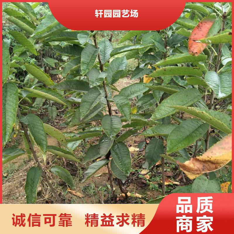 车厘子苗基地