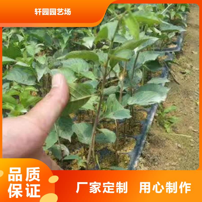 樱桃_苹果苗支持定制贴心售后