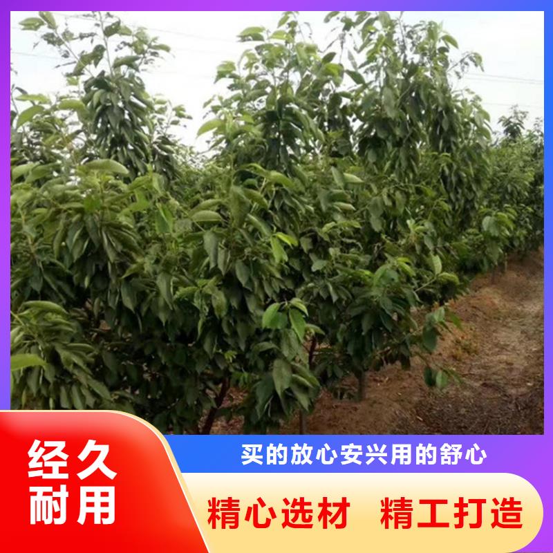 大樱桃苗新品种