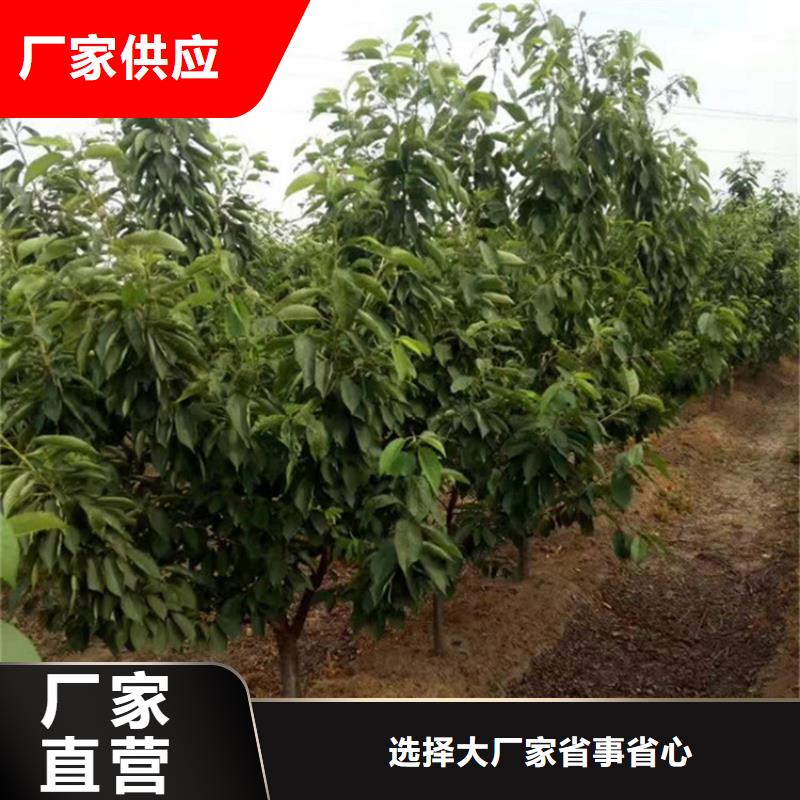 樱桃奶油草莓让利客户