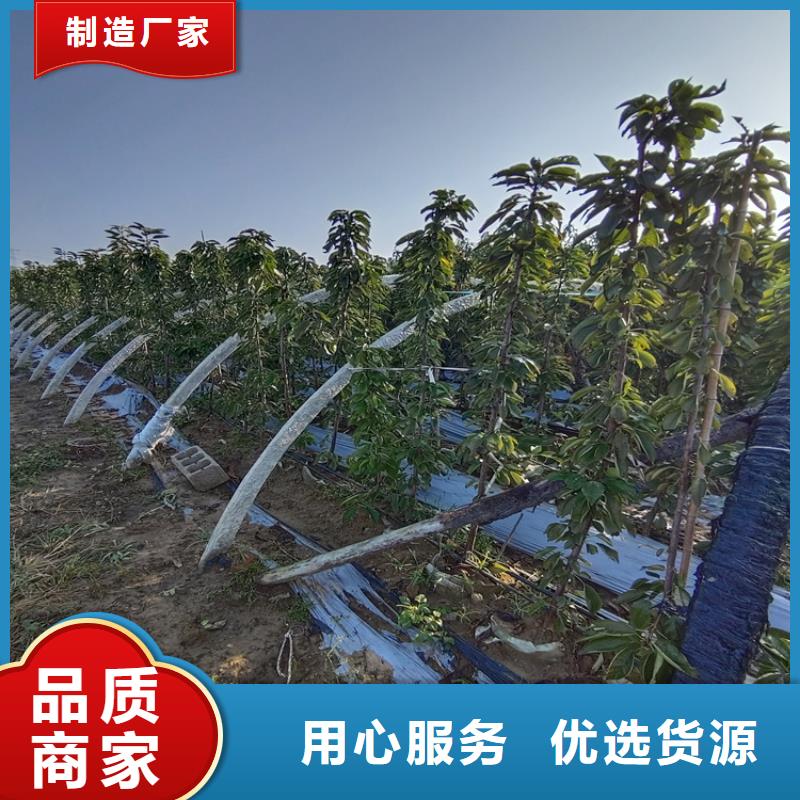矮化大樱桃树苗新品种