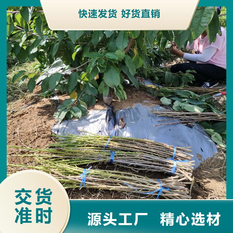 矮化车厘子苗批发价格